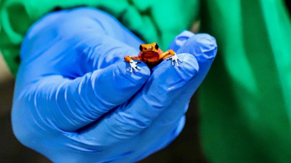 A member of Colombia's national police shows one of the frogs seized at the Bogota airport on January 28, 2024, in a picture released by Bogota's Environment Secretary