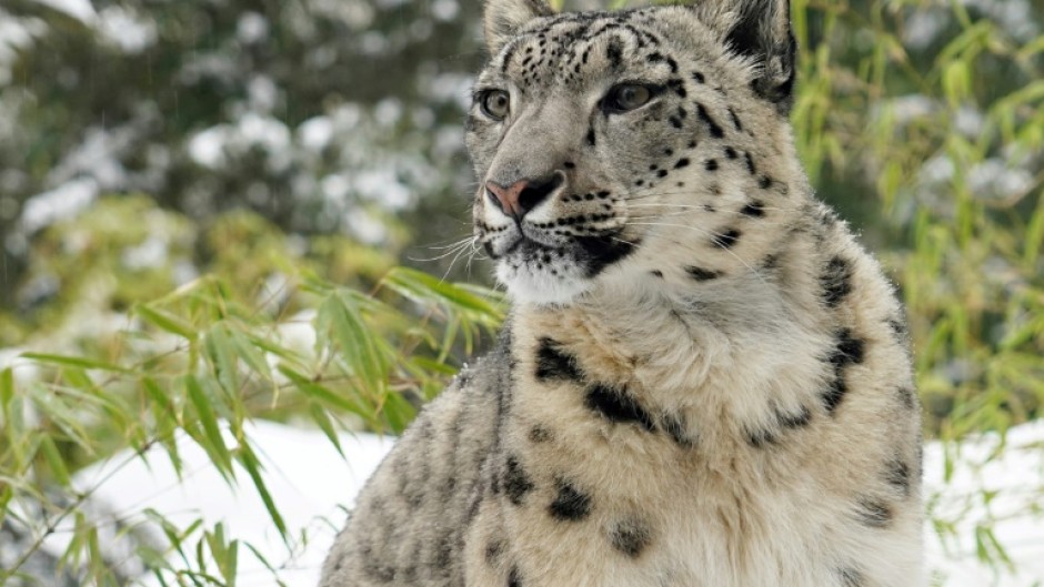 A snow Leopard, seen here in 2021 in New York's Central Park Zoo, are far harder to spot in the wild. India has carried out a mammoth five-year survey of the rare animals