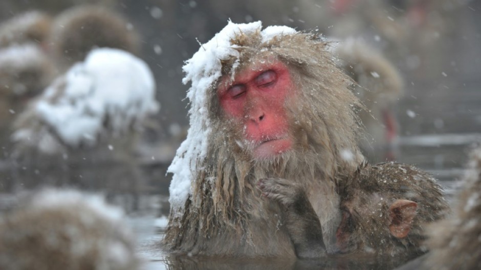 Snow monkeys are the most northerly living non-human primates