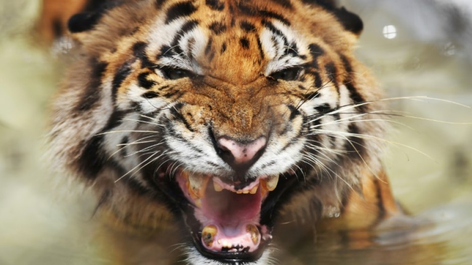 Tigers in India have been photographed in high-altitude mountains rarely seen before