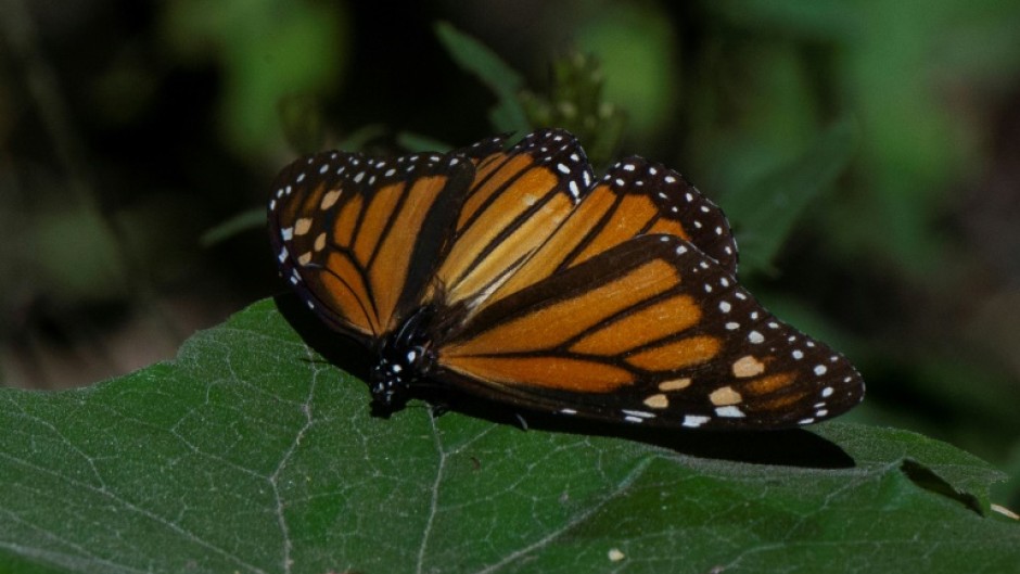 A monarch butterfly is seen at the Rosario Sanctuary in Mexico's Michoacan state