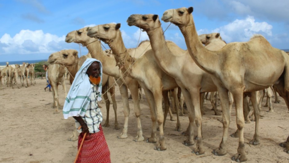 The project's backers hope to ease the financial burden on pastoralists