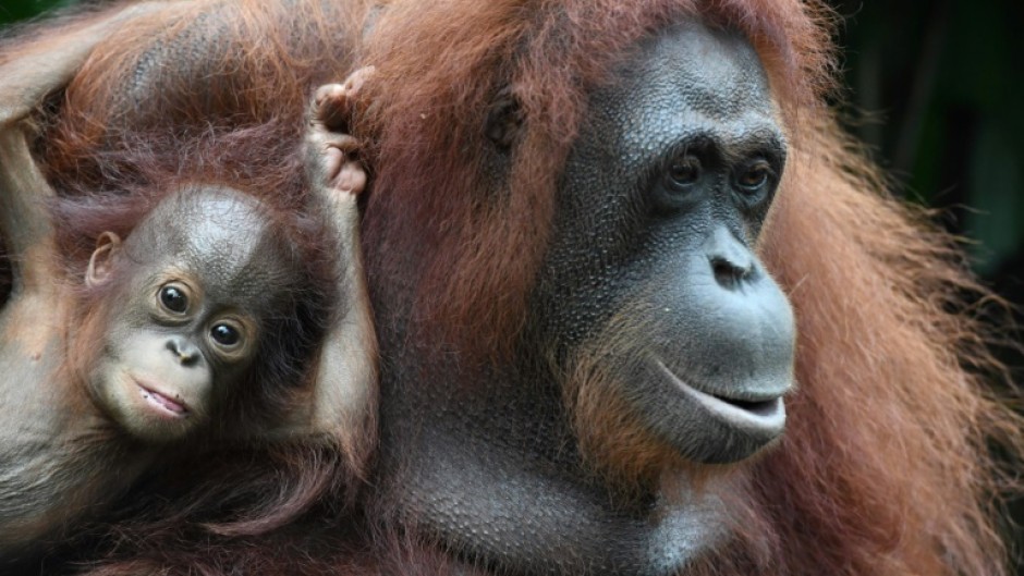 Great apes make great japes: Young orangutans like to tease their elders by pulling their hair, a new study found