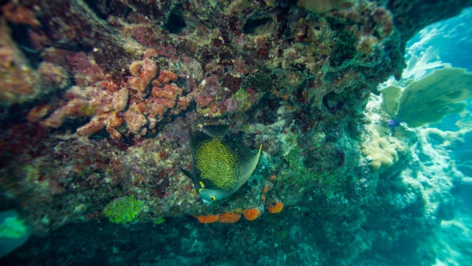 When the water is too warm, coral expel their algae and turn white, an effect called "bleaching" that leaves them exposed to disease and at risk of dying off