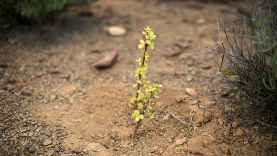 Spekboom once dominated the dry terrain of the Little Karoo in South Africa's Western Cape