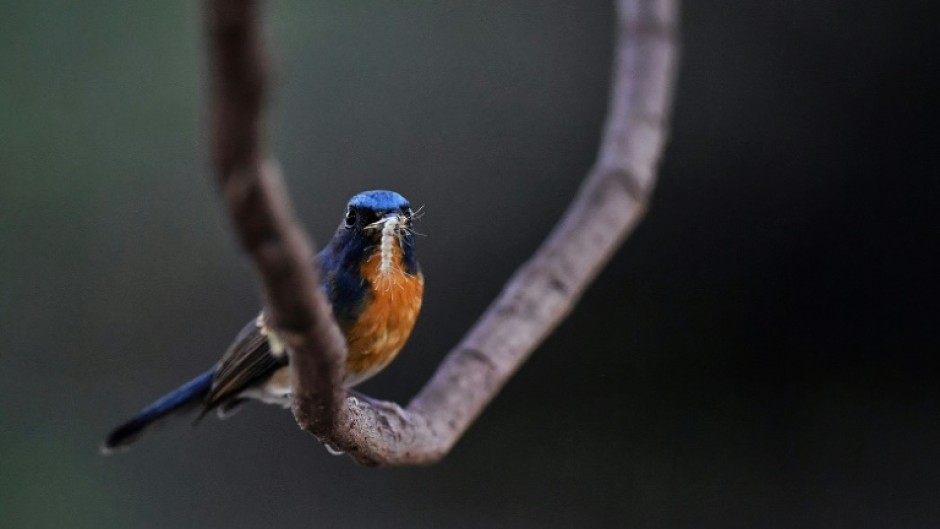 'Natural predators are good pest control agents,' a researcher said