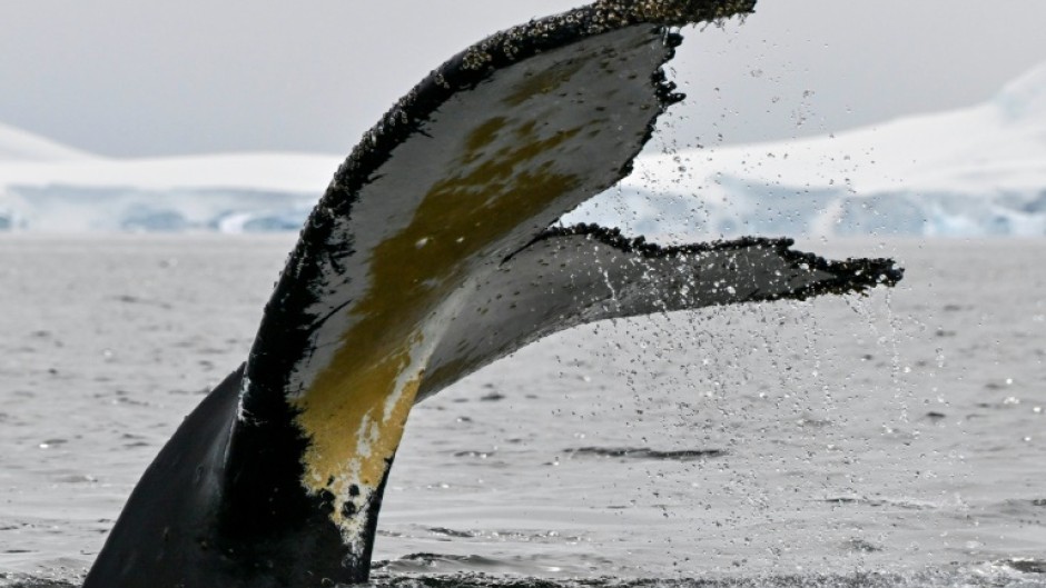 Photo identification is common in the study of marine mammals, although the use of fluke identification is most used with humpbacks both because of their unique markings, and their habit of raising their tails out off the water while diving