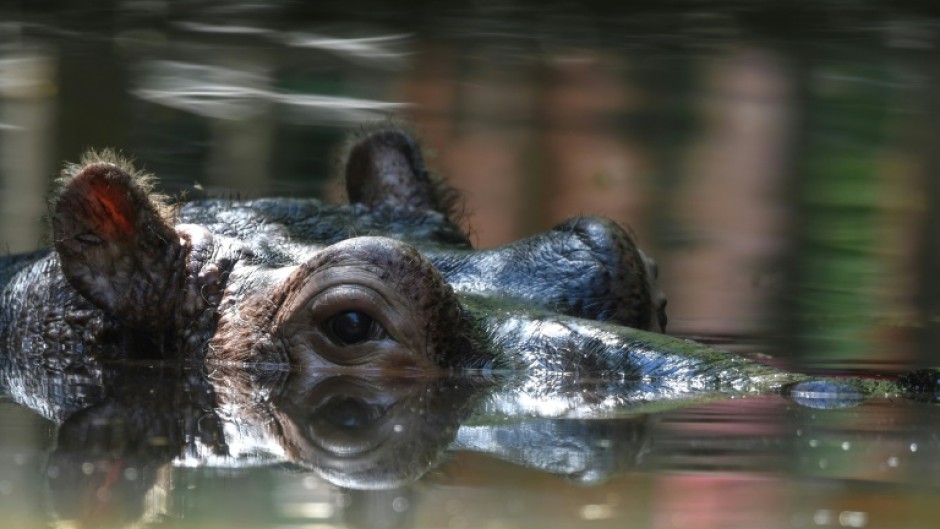 Hippopotamuses hail from sub-Saharan Africa