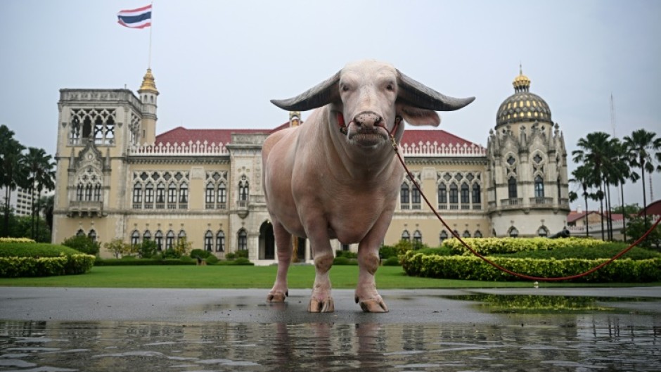 Bulky bovine Ko Muang Phet, who recently sold for about $500,000, was welcomed to Thailand's Government House