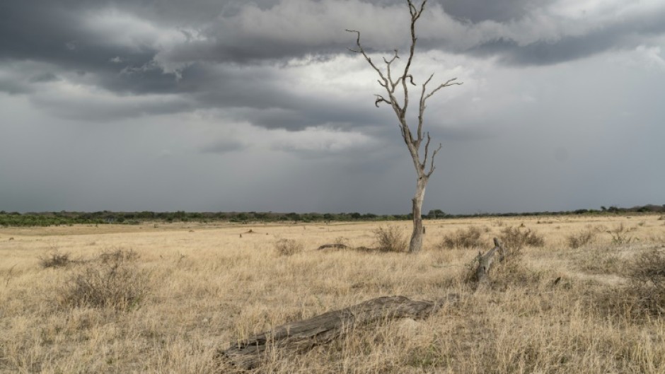 Major growing areas in Malawi, Mozambique, Namibia, Zambia and Zimbabwe received only 80 percent of average rainfall during the mid-November-to-February summer period