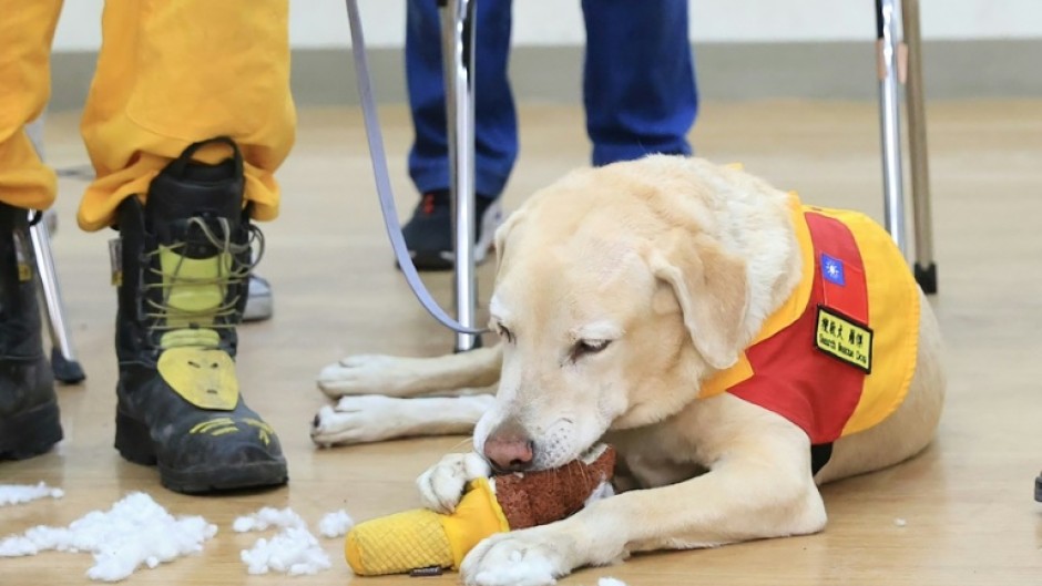 Roger is not above destroying the occasional chew toy