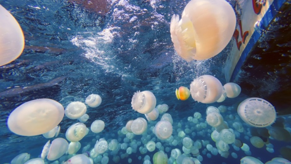 Cannonball jellyfish (Stomolophus meleagris) are pictured off the coast of Chuao, Aragua State, Venezuela, on April 5, 2024