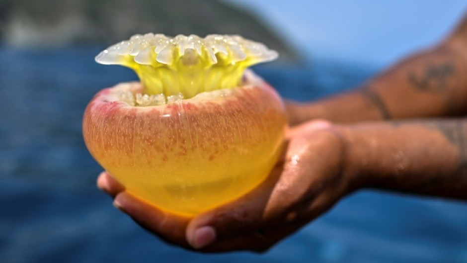 Fisherman Kevin Bolivar shows a cannonball jellyfish (Stomolophus meleagris) off the coast of Chuao, Aragua State, Venezuela, on April 5, 2024