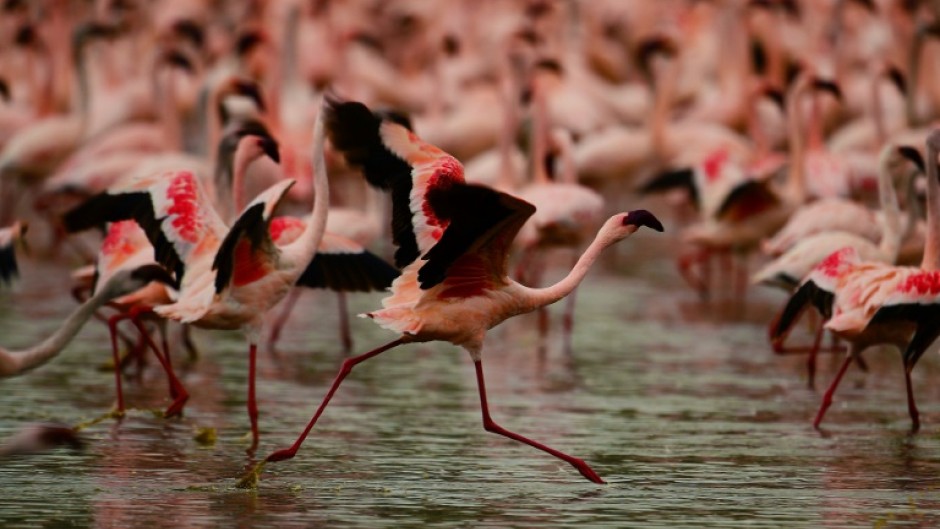 Three-quarters of the world's lesser flamingos live in East Africa 