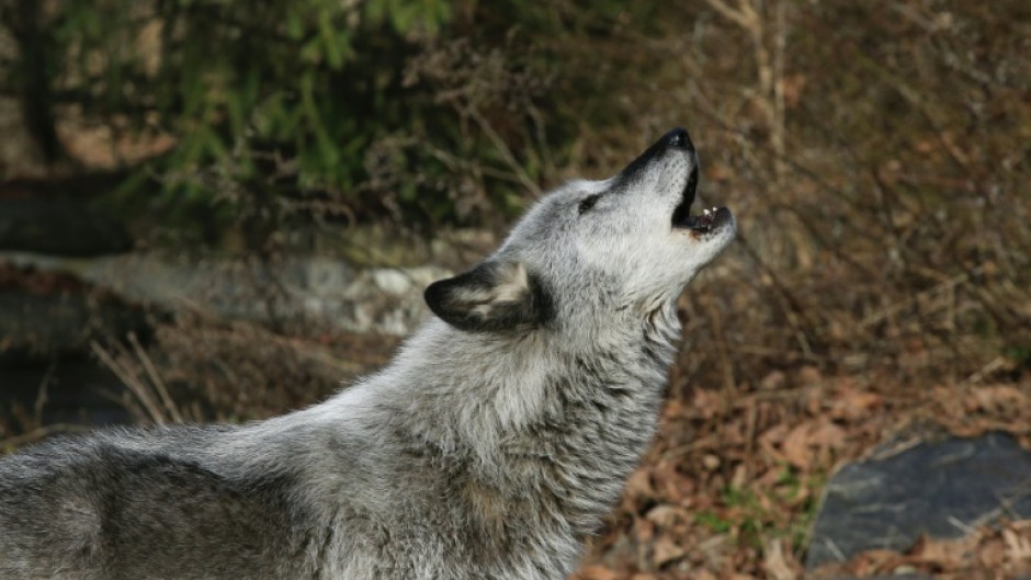 A quarter of a million wolves once roamed from coast to coast before European colonizers embarked on campaigns of eradication that persisted into the 20th century all but wiped them out in the lower-48 states