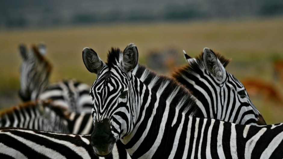 Zebra hail from Africa, where they are preyed upon by lions