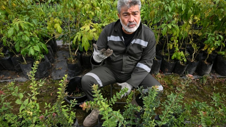 Former Colombian General Henry Torres is planting trees as part of a pilot project giving alternative sentences to those who confess to war crimes