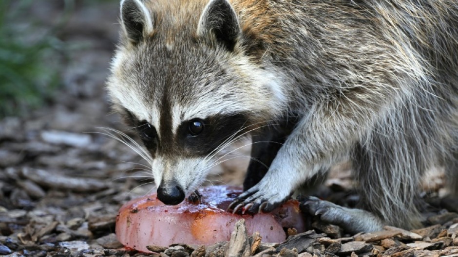 A racoon invaded the field in the MLS game between the Philadelphia Union and New York City on Wednesday.