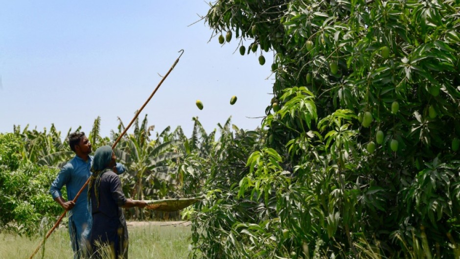 The income loss from a poor mango harvest could have a significant impact on Pakistan, where agriculture accounts for almost a quarter of the GDP