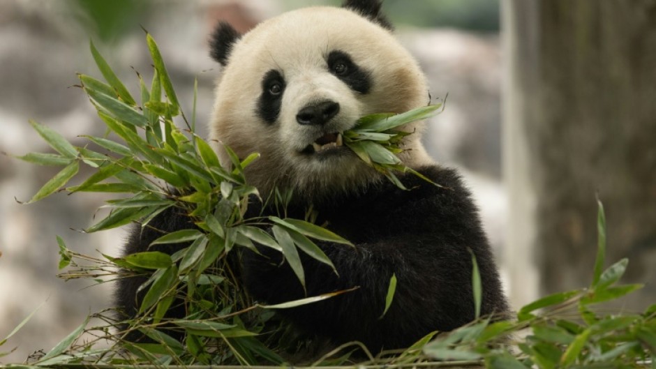 Qing Bao, seen in her habitat at Dujiangyan Base in Sichuan, China, will soon head to Washington's National Zoo 