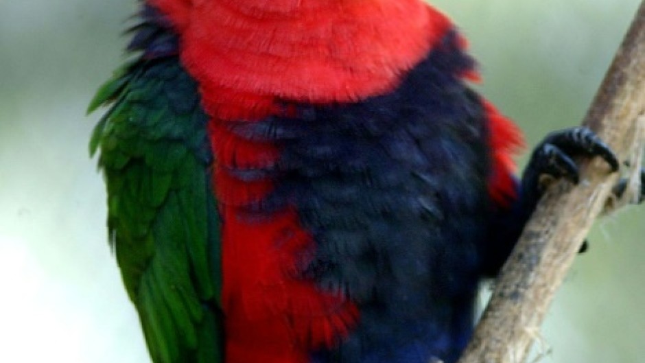 The chattering lory parrot is found only in the jungles of Indonesia's Maluku Islands