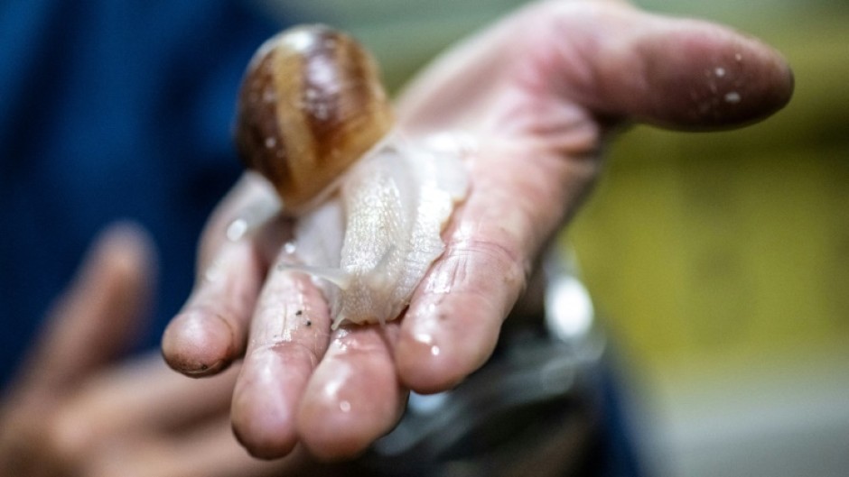 Burgundy snails -- or escargots de Bourgogne -- are notoriously difficult to farm as they don't take well to crowded conditions