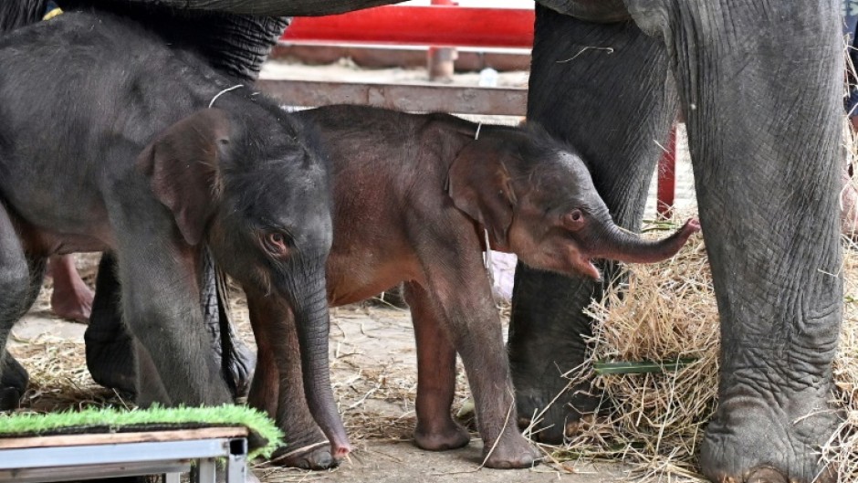 Jamjuree has now accepted her calves, who are so small that a special platform has been built to help them reach up to suckle