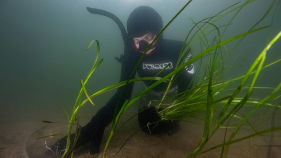 Eelgrass is being planted on the seabed of a Danish fjord to help restore its ecosystem