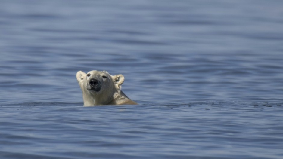 Climate change has increased the number of days where sea ice is too thin for polar bears to hunt seals