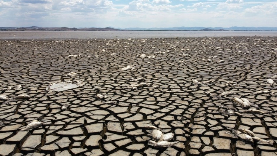 Aerial view showing dead fish due to drought in the Bustillos Lagoon, near Anahuac, Chihuahua State, Mexico, taken on June 5, 2024