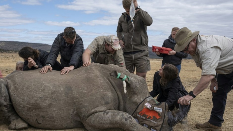 A sedated rhinoceros lies unconscious as professor James Larkin (R) carefully implants radioisotopes into its horn