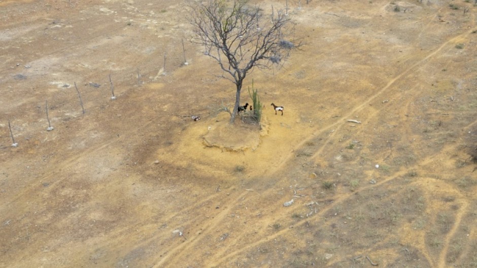 Aerial view of goats on the side of the road in Pinhoes, Bahia State, Brazil on June 12, 2024