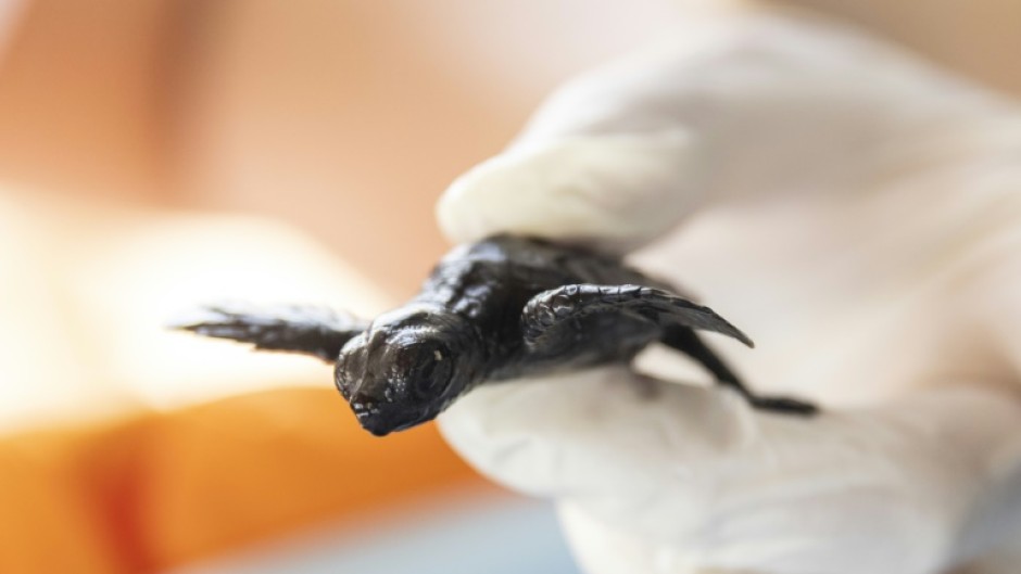 Baby loggerhead sea turtles' first challenge in life is a wobbly dash across the sand