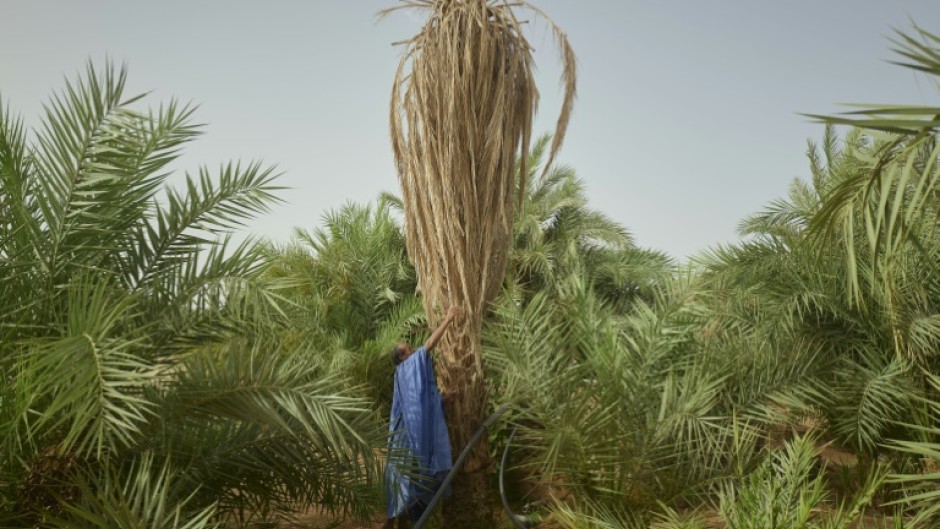 The village of M'Heiret has suffered severe palm tree losses over the years due to droughts and sudden downpours