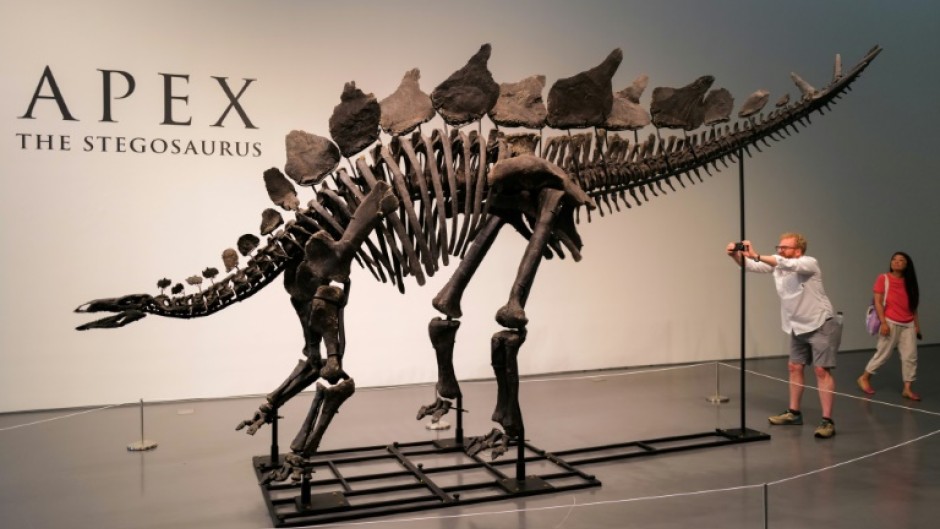 The skeleton, nicknamed Apex, is estimated to be 150 million years old and is the largest stegosaurus ever found, according to the auction house