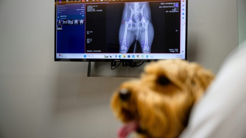 Mozzi, a goldendoodle, sits near X-ray results processed through 'X Caliber', AI-powered software that is helping veterinarians make quicker diagnoses