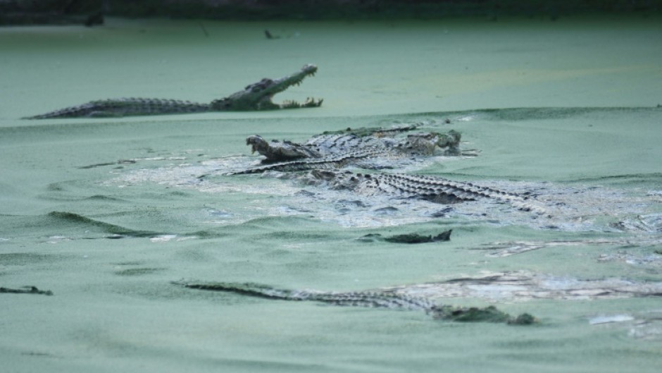 Captive crocodiles swim in a park in Medan, Indonesia. Crocodiles are responsible for several fatal attacks on humans every year in the country