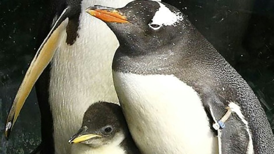 Gentoo penguin Sphen (R) and partner Magic (L) with their first chick Sphengic at the SEA LIFE Sydney Aquarium