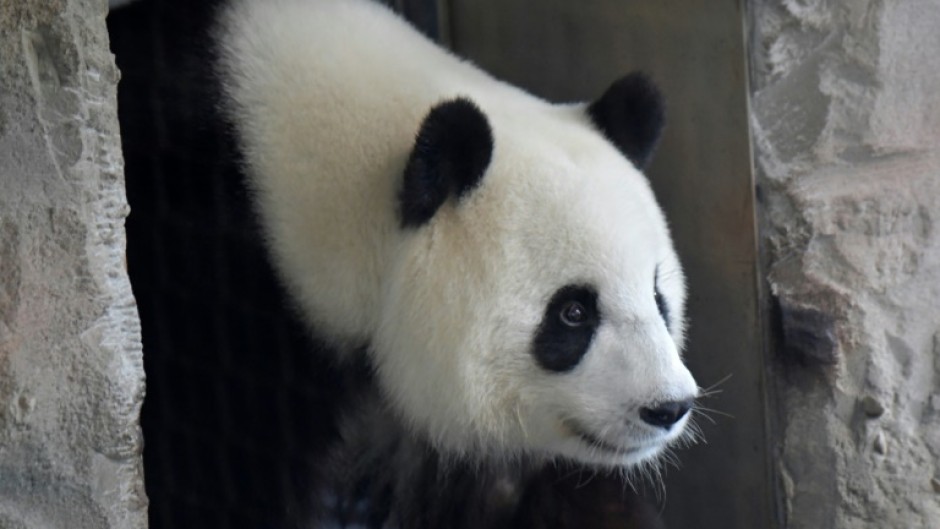 Female giant panda Meng Meng has delivered two sets of twins at the Berlin zoo 