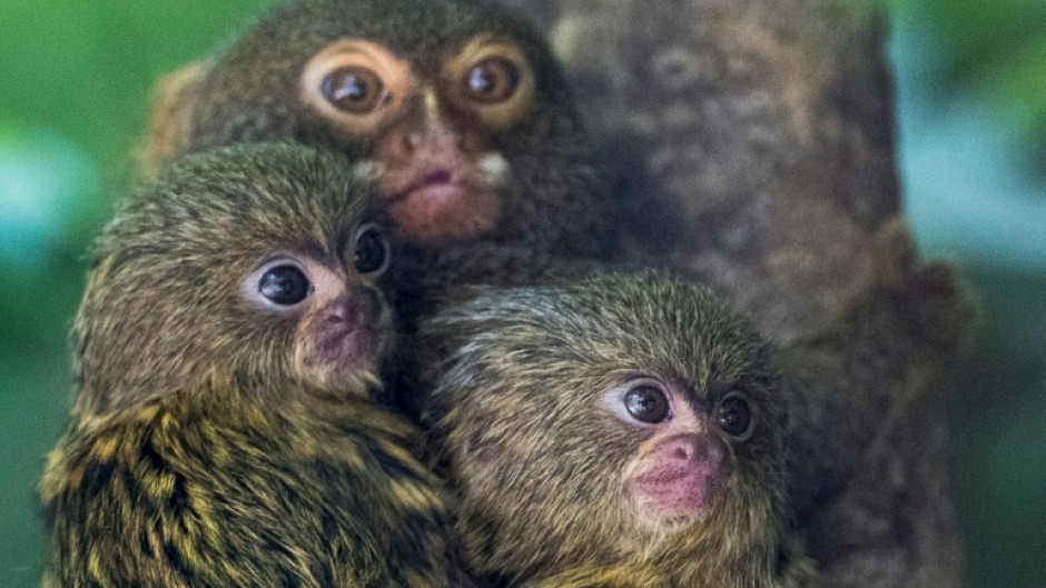 Pygmy marmoset cubs are pictured with their mother in their enclosure at the Mulhouse Zoo, eastern France