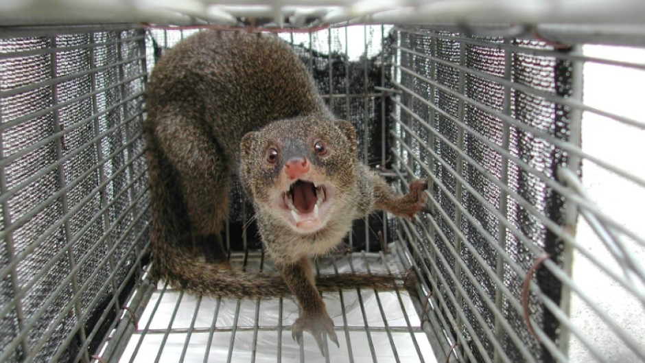 Japan says it has eradicated mongooses from a tropical island where it was introduced to hunt venomous snakes but preyed on local rabbits instead