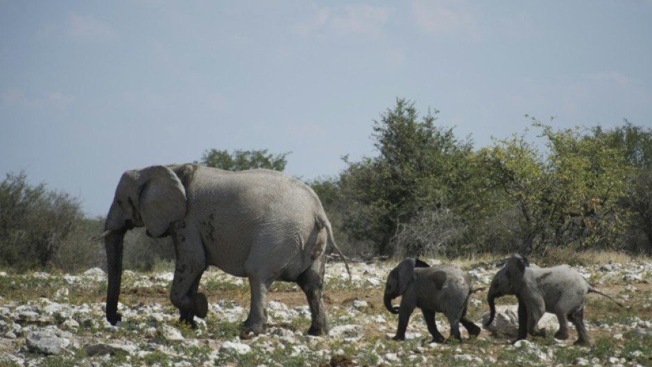 Elephants are among the animals targeted in Namibia's cull