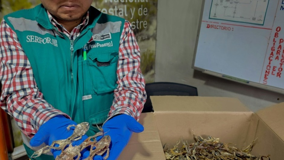 A handout picture distributed on September 5, 2024, by the Peruvian National Forestry and Wildlife Service shows a staffer holding part of a cargo of 390 dissected Lake Titicaca frogs (Telmatobius culeus), seized in Peru's Puno region, near Bolivia