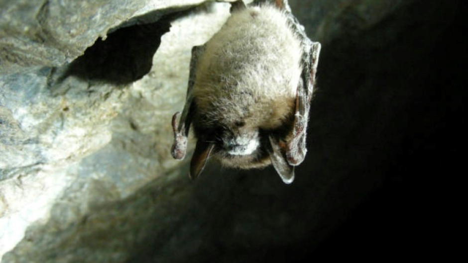 A brown bat affected with deadly white-nose syndrome -- a report says the death of bug-eating bats means more pesticide use which means more infant deaths 