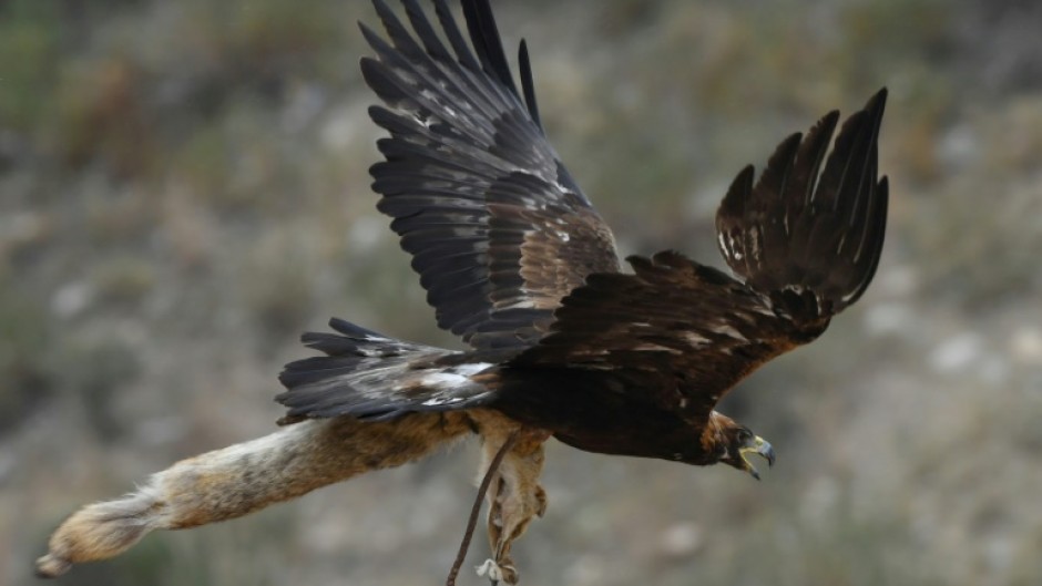 A golden eagle flies with a stuffed fox in its claws during the Salbuurun hunting festival in Kyrgyzstan on August 3, 2024