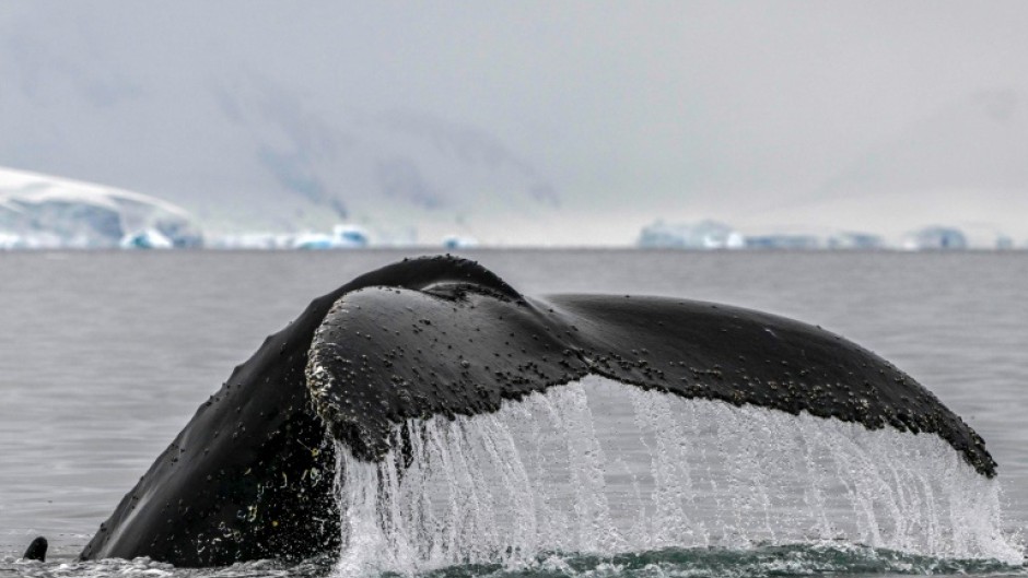 Humpback whales are under threat from climate change, ship strikes and whale watching harassment, among other risks