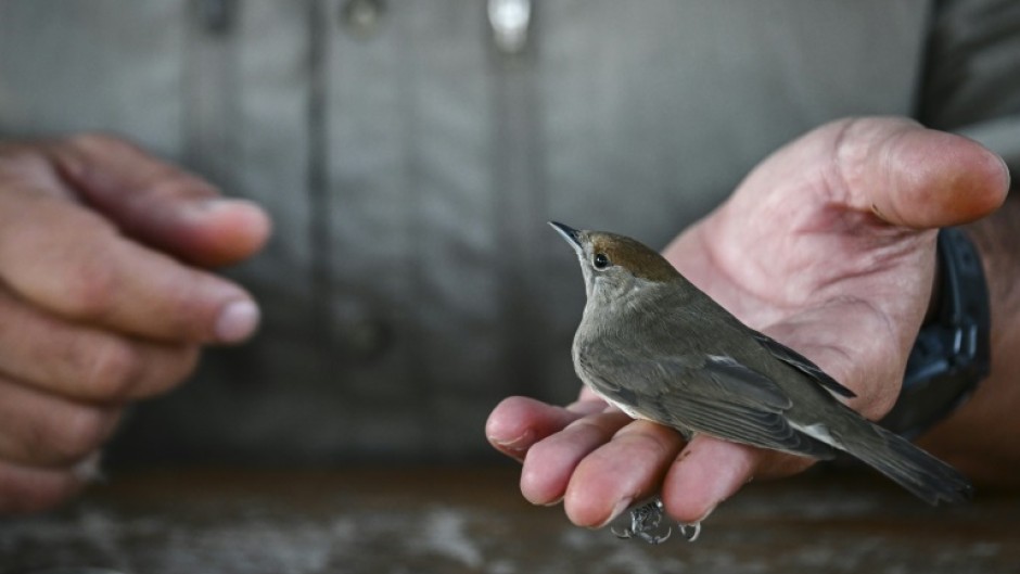 Migratory birds offer valuable clues about how a warming planet is affecting wildlife