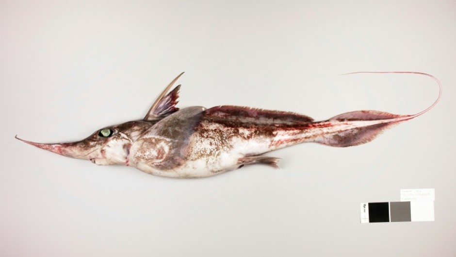 A new species of ghost sharks was discovered during research in the Chatham Rise, an area of the Pacific which stretches around 1,000 kilometres (621 miles) east near New Zealand's South Island