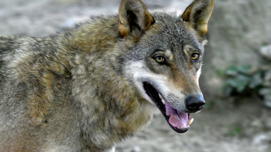 Grey wolves were virtually exterminated in Europe a century ago but, thanks to conservation efforts, numbers have rebounded