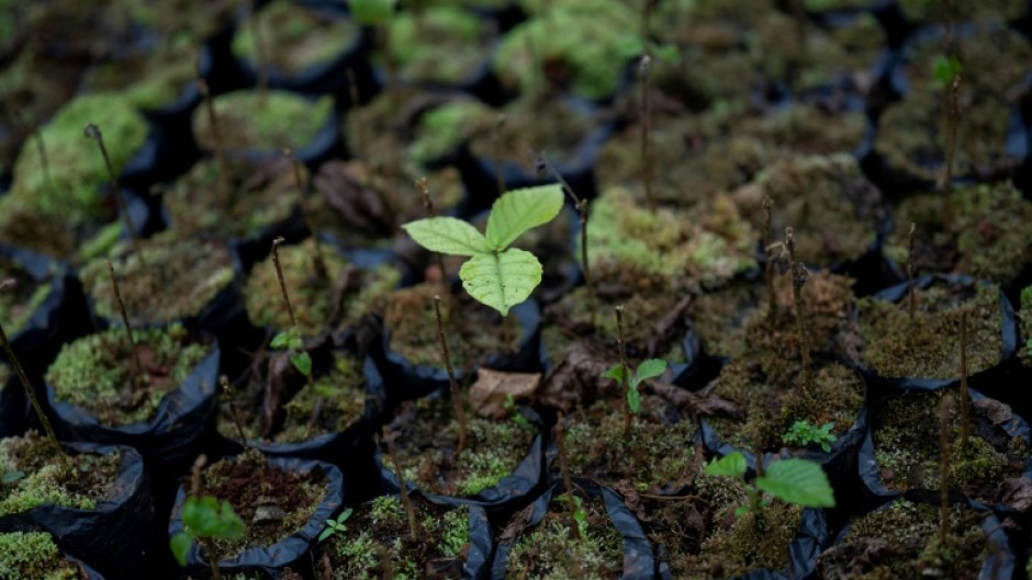 With the plant world facing a raft of human-driven challenges -- including erosion, deforestation, pollution and a burgeoning extinction crisis -- the future of the world's biodiversity and crops are increasingly feared to be under threat